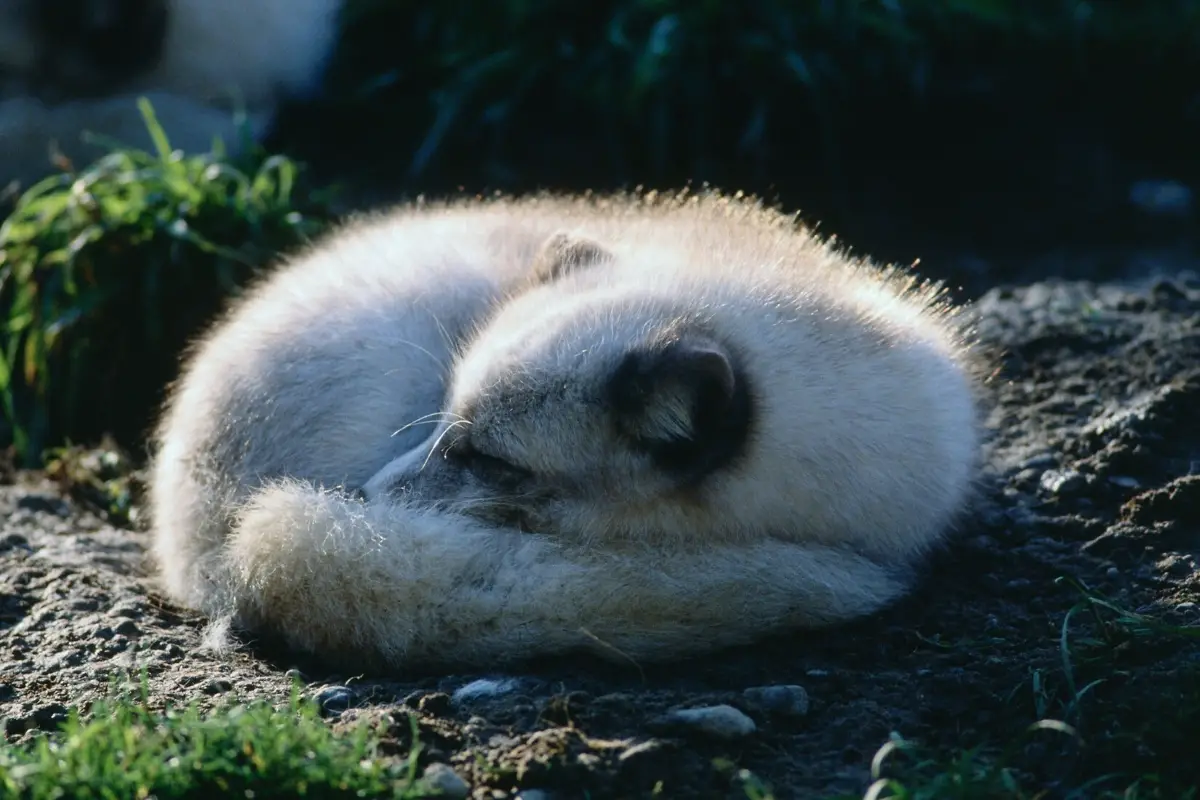 arctic-fox-sleeping-habits