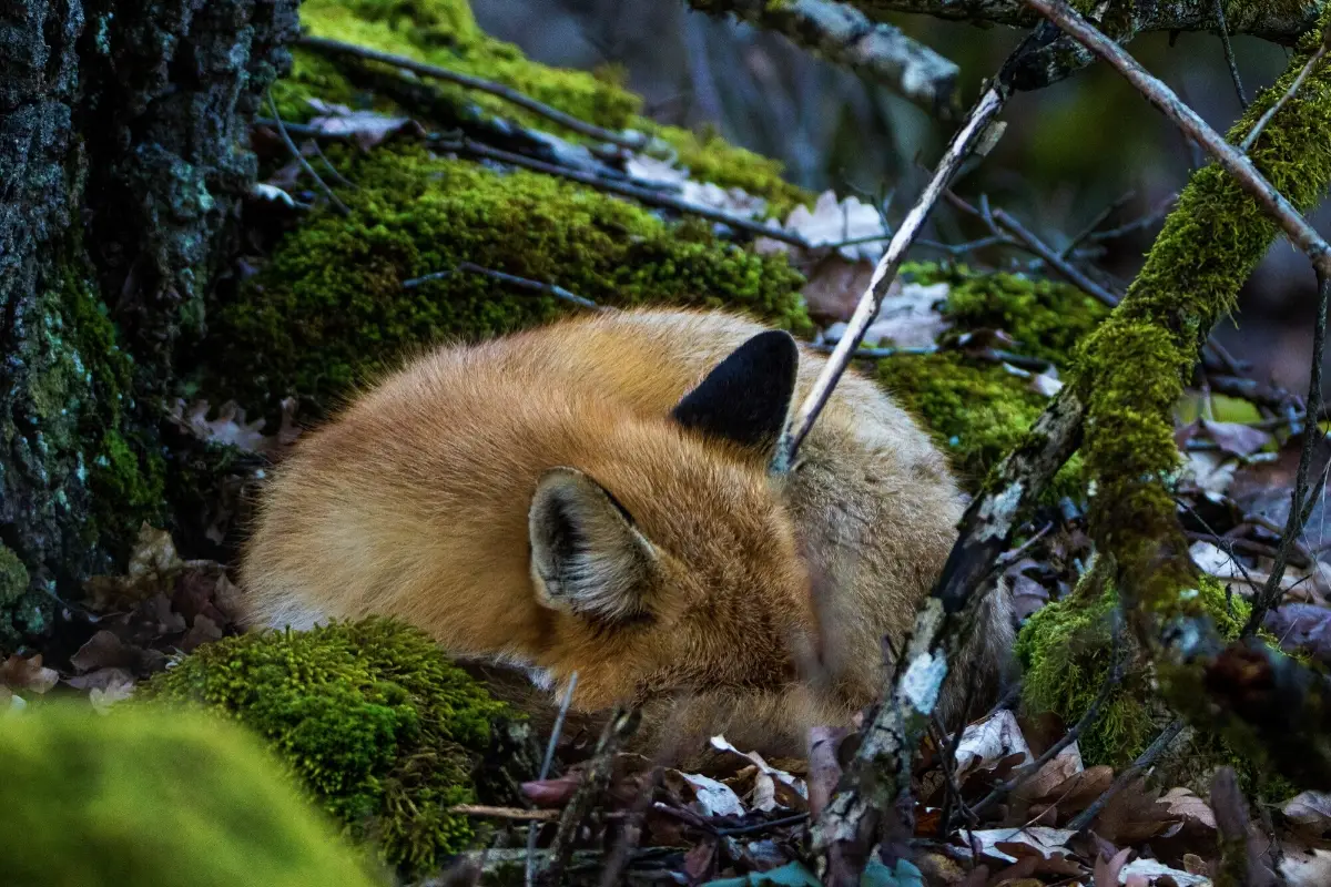 fox-sleeping-habits