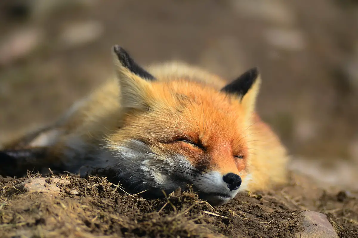 fox-sleeping-in-garden