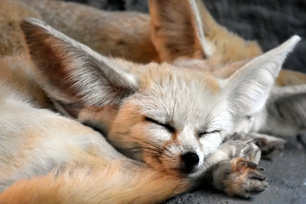 where-do-fennec-foxes-sleep