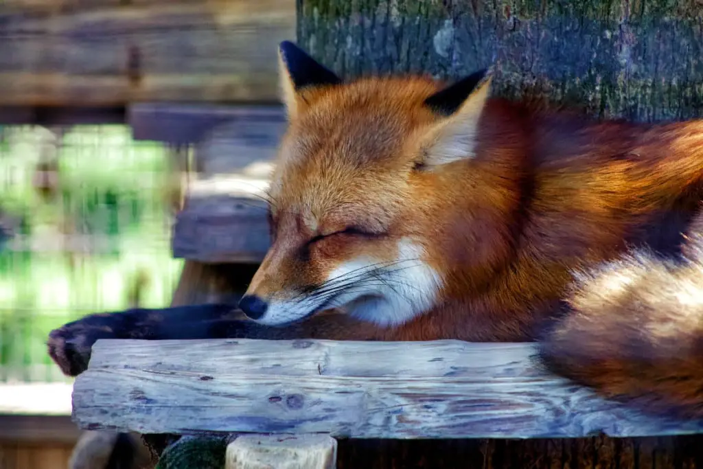 Where Do Foxes Sleep Sleeping Behaviors Of Foxes All Things Foxes 8961