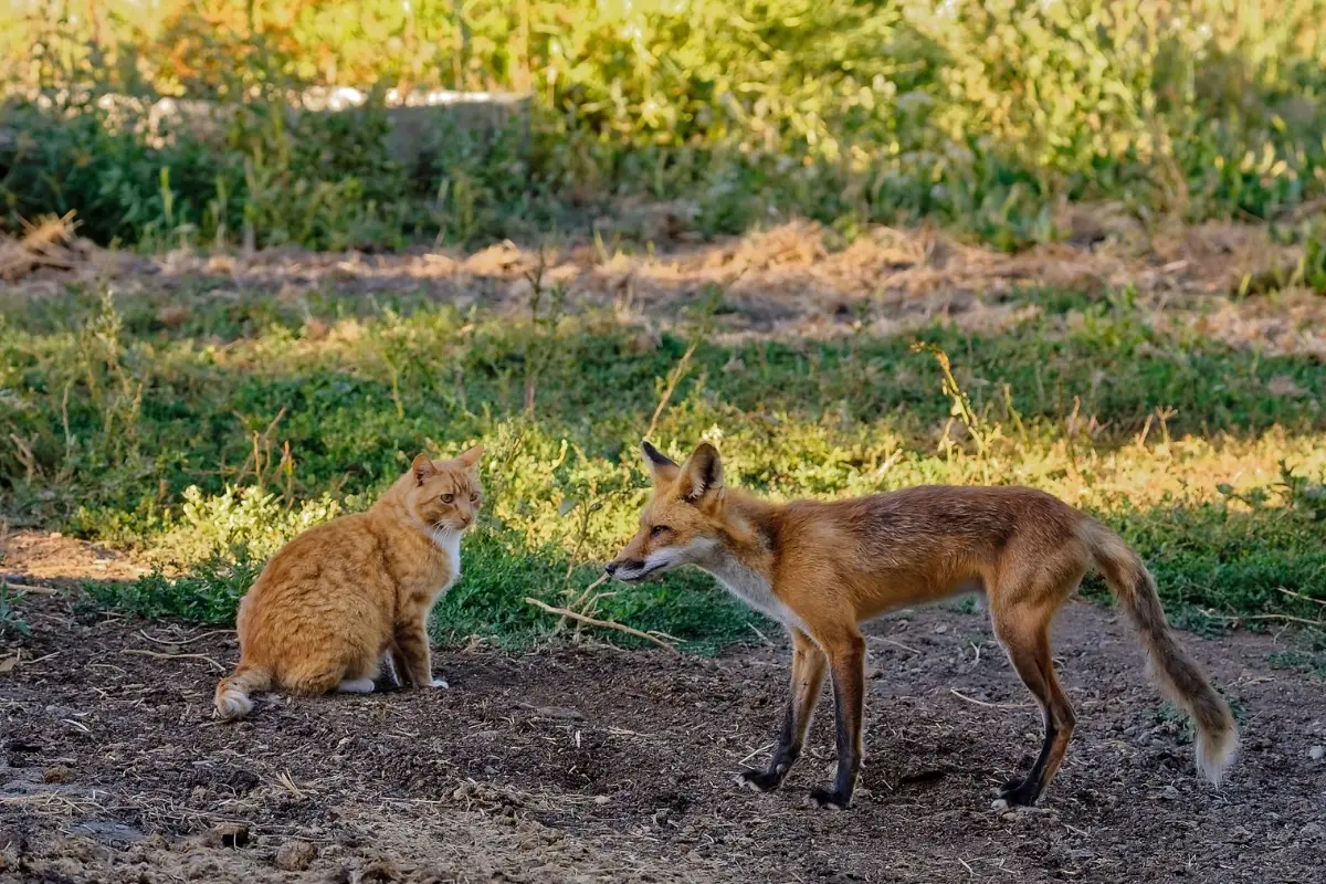 are-foxes-friendly-to-dogs-or-cats