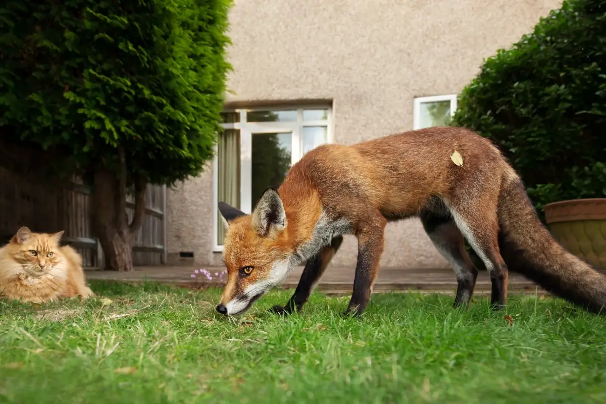 do-foxes-get-along-with-cats