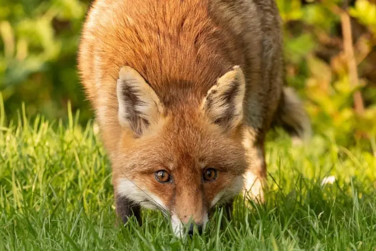 Do Foxes Smell Scent Marking All Things Foxes