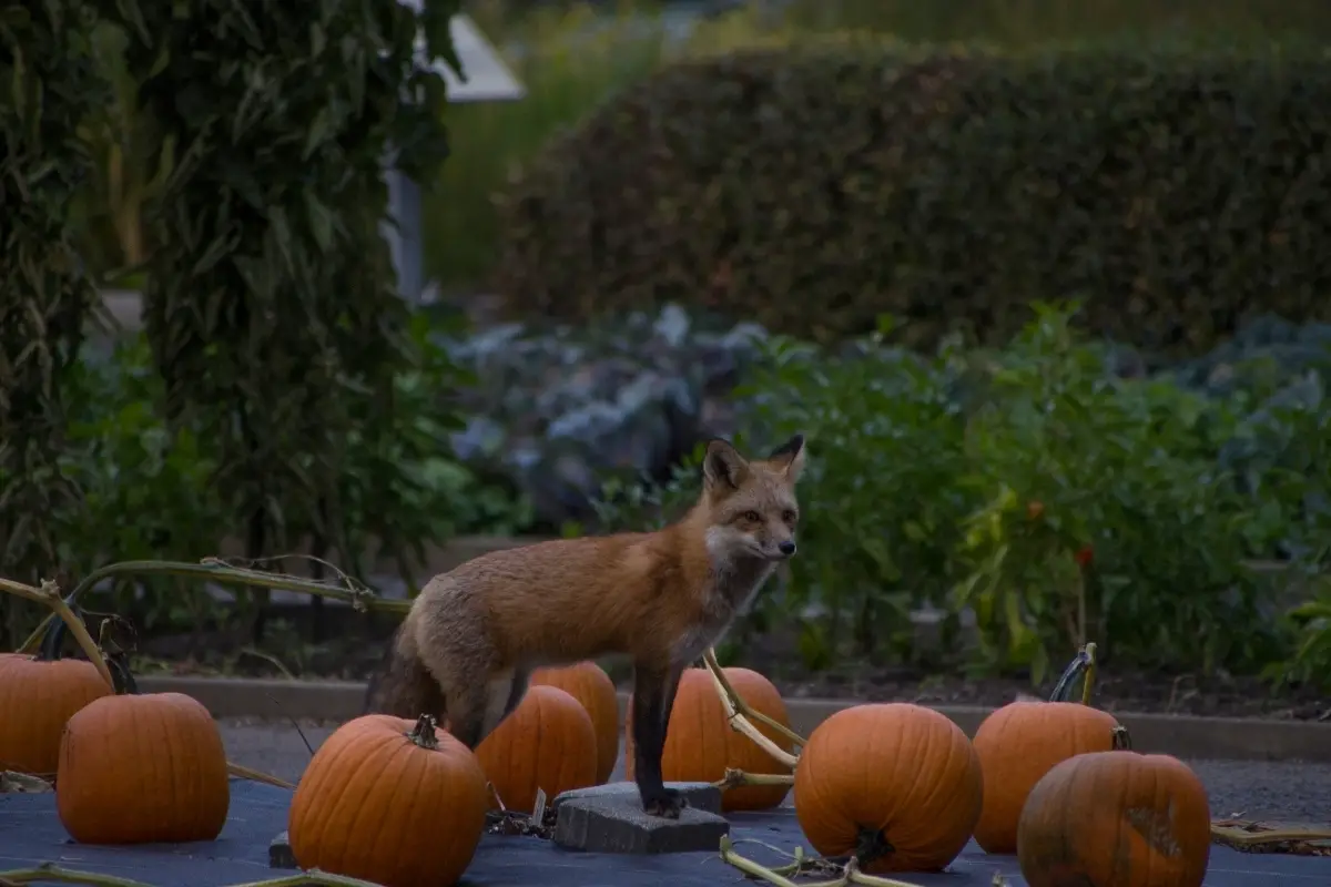 fox-costumes-for-halloween