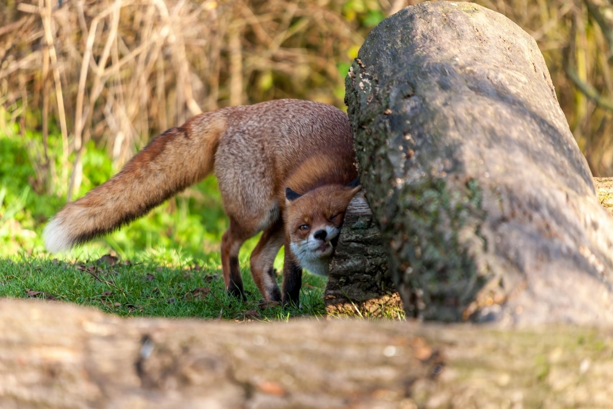 fox-scent-marking