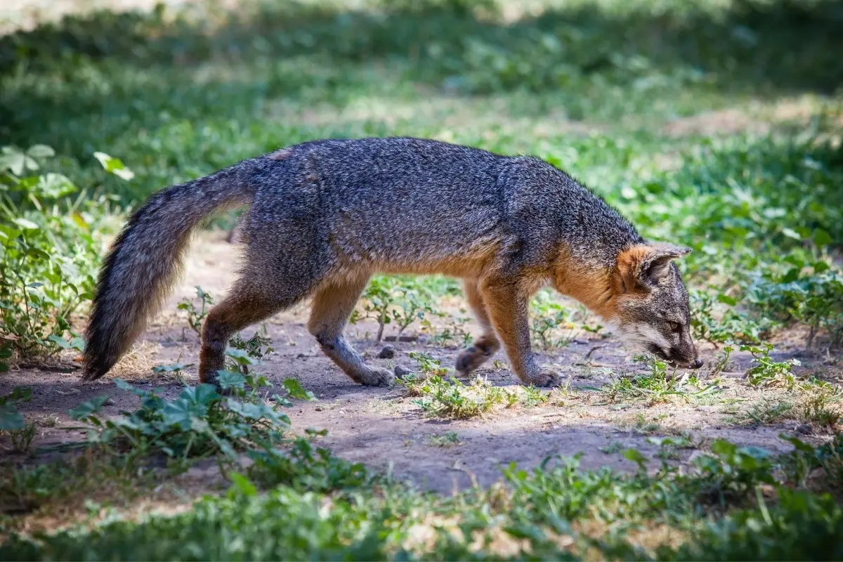 how-far-can-a-fox-smell