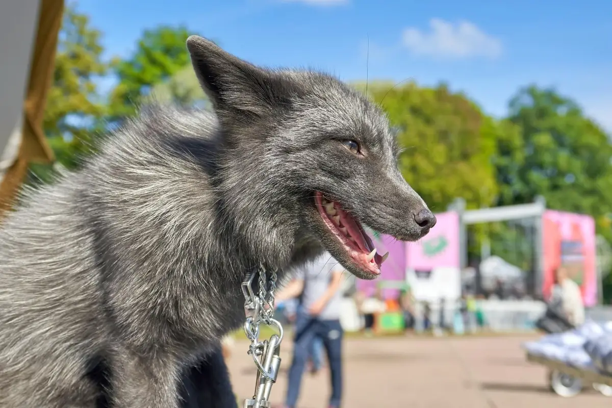 Are Foxes Friendly? - All Things Foxes | How Friendly Are Foxes