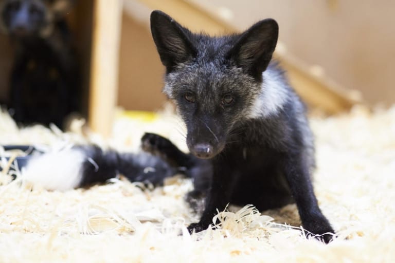 Do Foxes Smell Scent Marking All Things Foxes