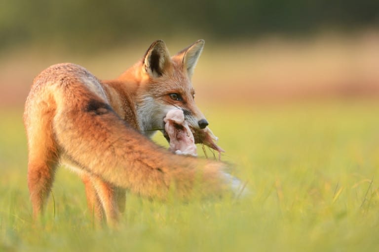 Do Foxes Eat Cats? How to Keep Your Pets Safe All Things Foxes