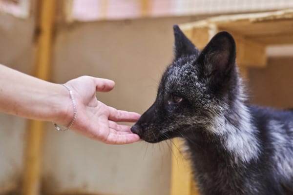 Are Foxes Friendly? - All Things Foxes | How Friendly Are Foxes