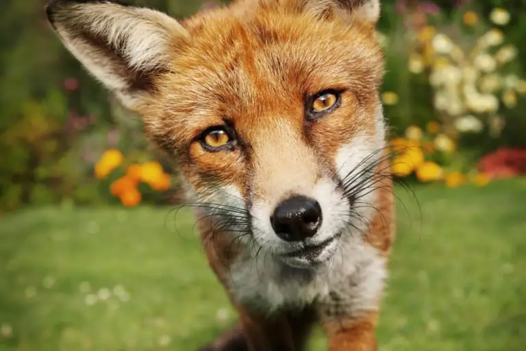 are-foxes-friendly-all-things-foxes-how-friendly-are-foxes