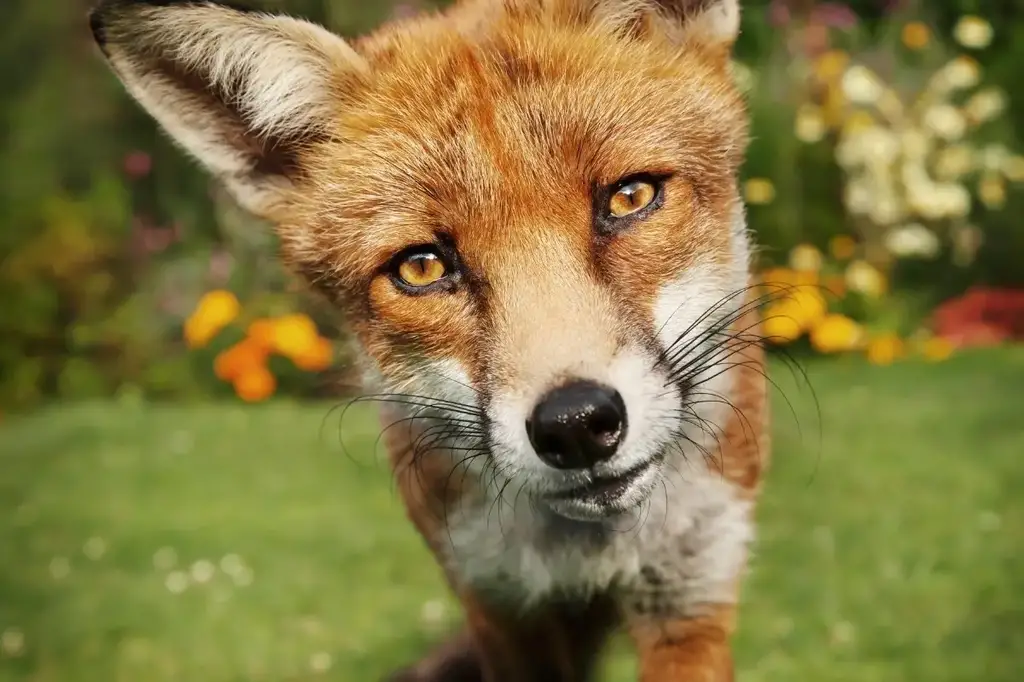 Are Foxes Friendly? - All Things Foxes | How Friendly Are Foxes