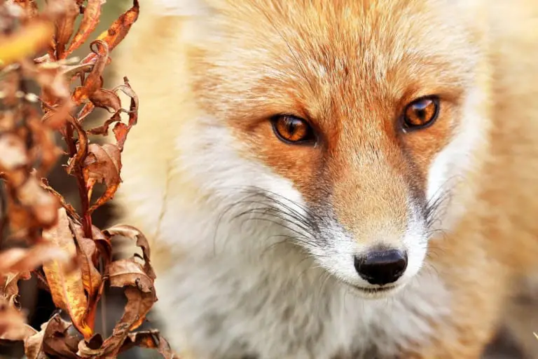 What do Foxes Look Like Fox Description All Things Foxes