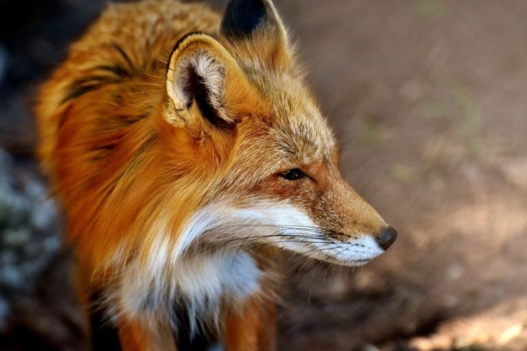 What do Foxes Look Like | Fox Description - All Things Foxes