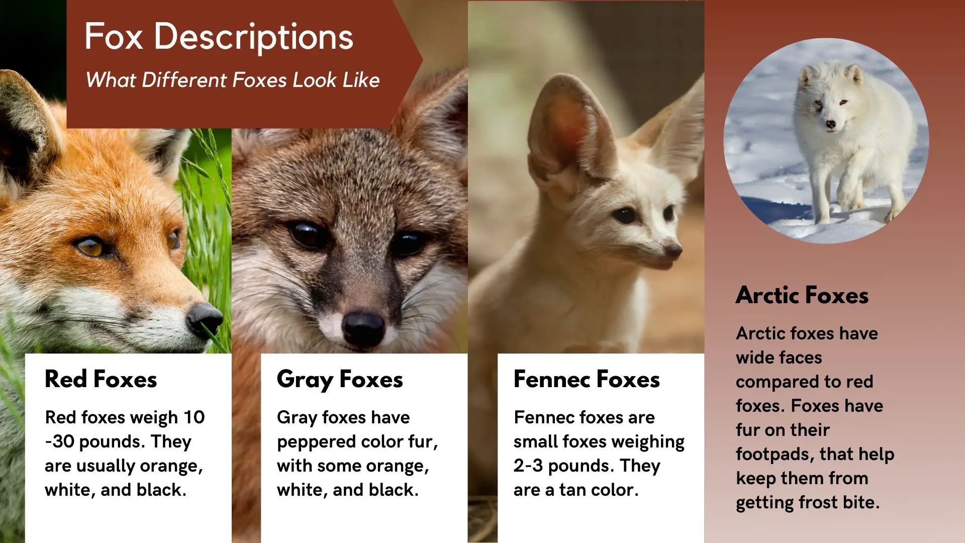 what-do-foxes-look-like-infographic