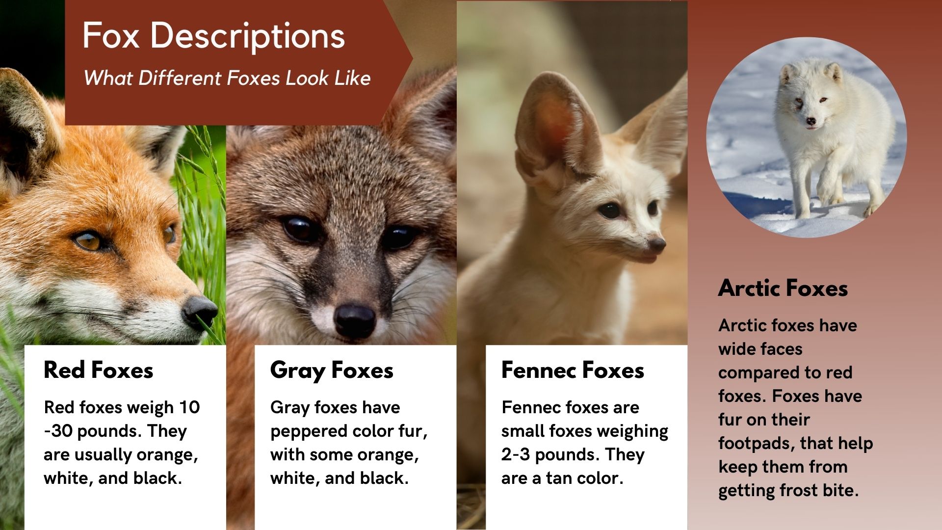 What do Foxes Look Like | Fox Description - All Things Foxes