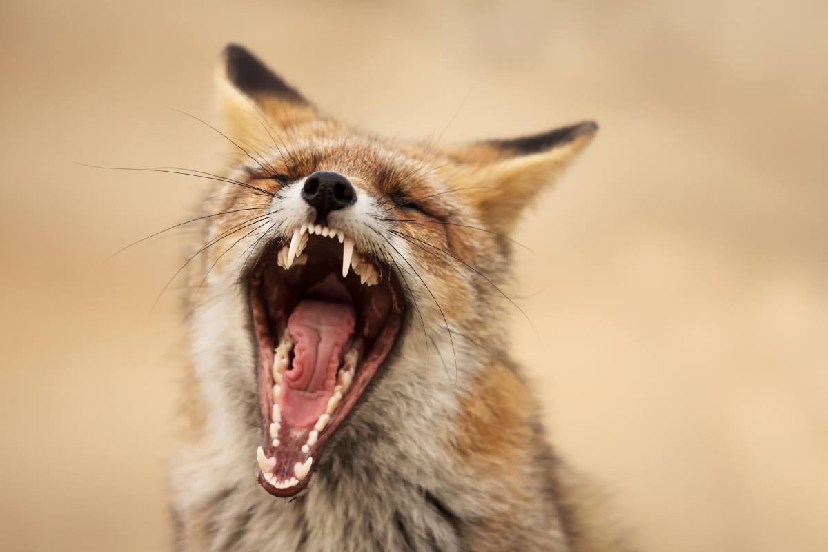 what-do-foxes-teeth-look-