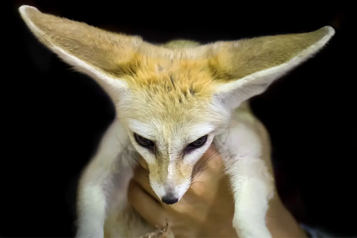 what-does-a-fennec-fox-look-like