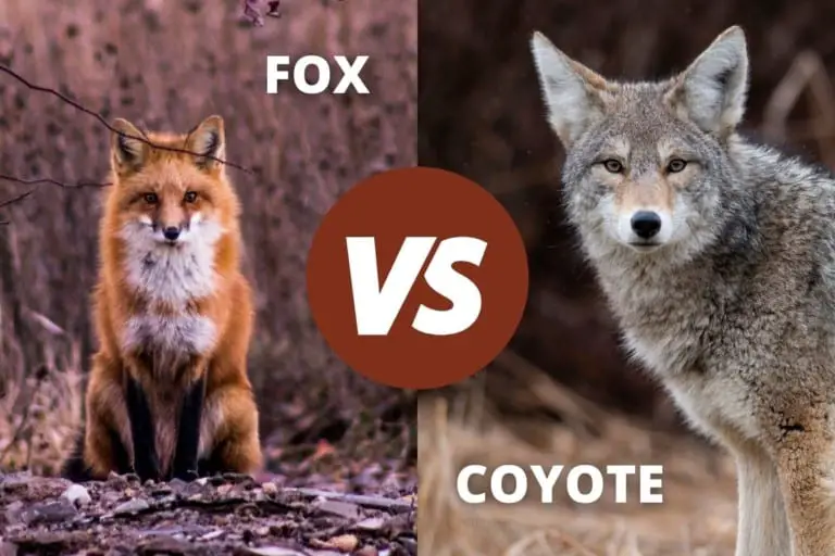 Fox Vs Coyote | How to Tell Them Apart - All Things Foxes