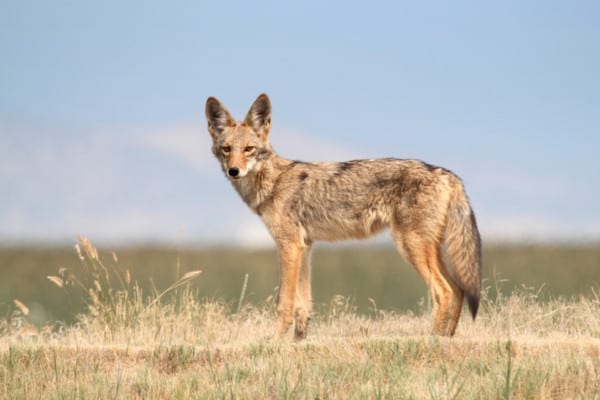 coyote vs fox sounds