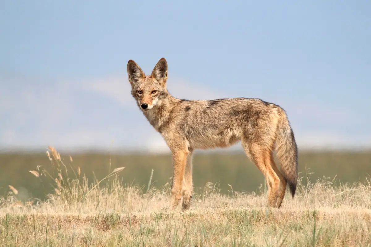 fox-vs-coyote