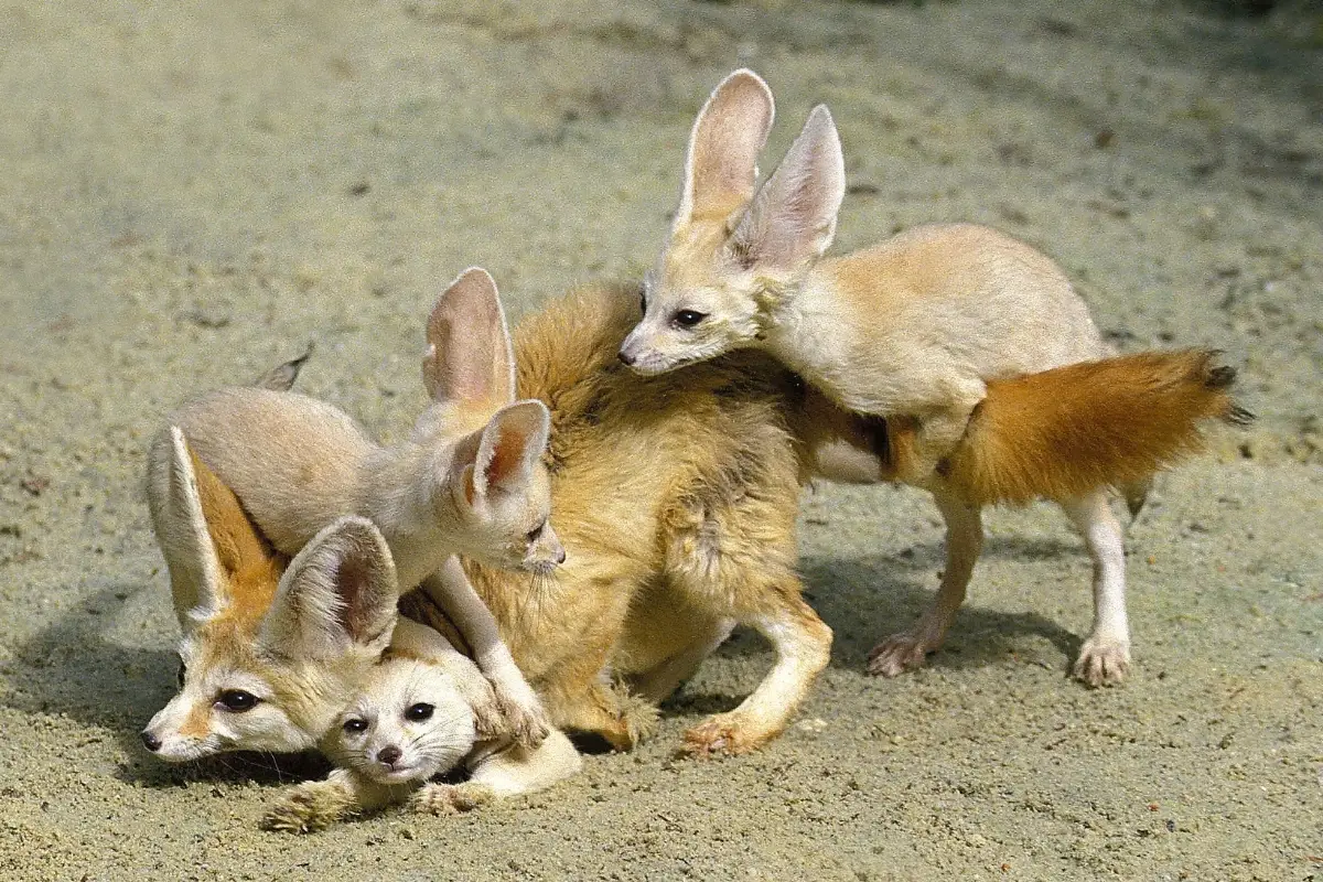 fennec-fox-babies-with-mother