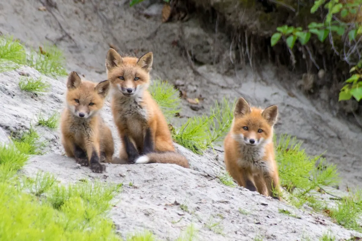 Fox Babies Baby Foxes Are Called Kits All Things Foxes