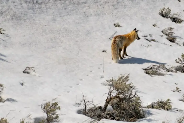 Fox Tracks | How to Identify Fox Footprints - All Things Foxes