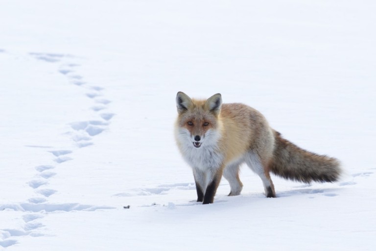 Fox Tracks | How to Identify Fox Footprints - All Things Foxes