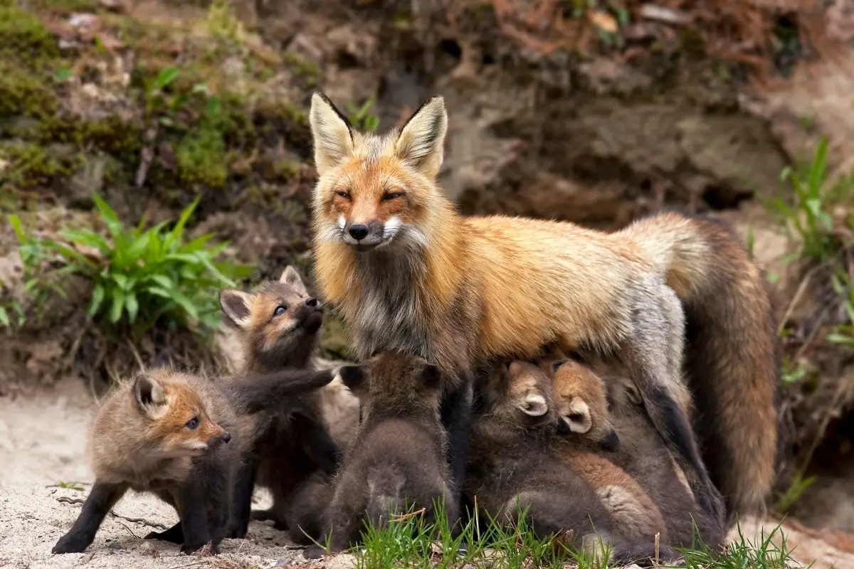 mother-fox-and-babies