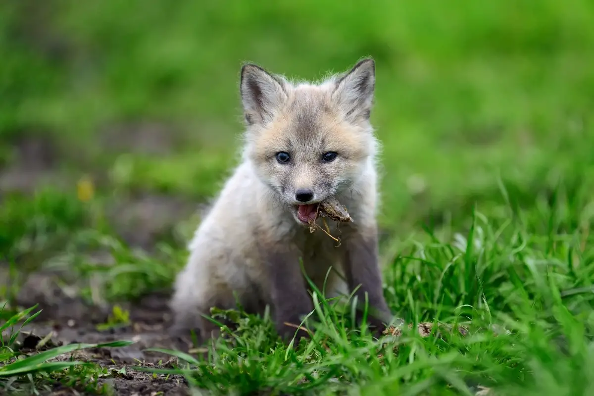 Fox Babies | Baby Foxes Are Called Kits - All Things Foxes