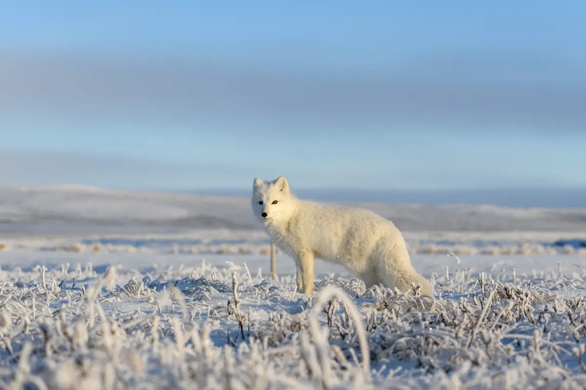 arctic-fox-habitat