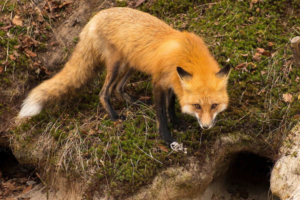 do-foxes-return-to-same-den