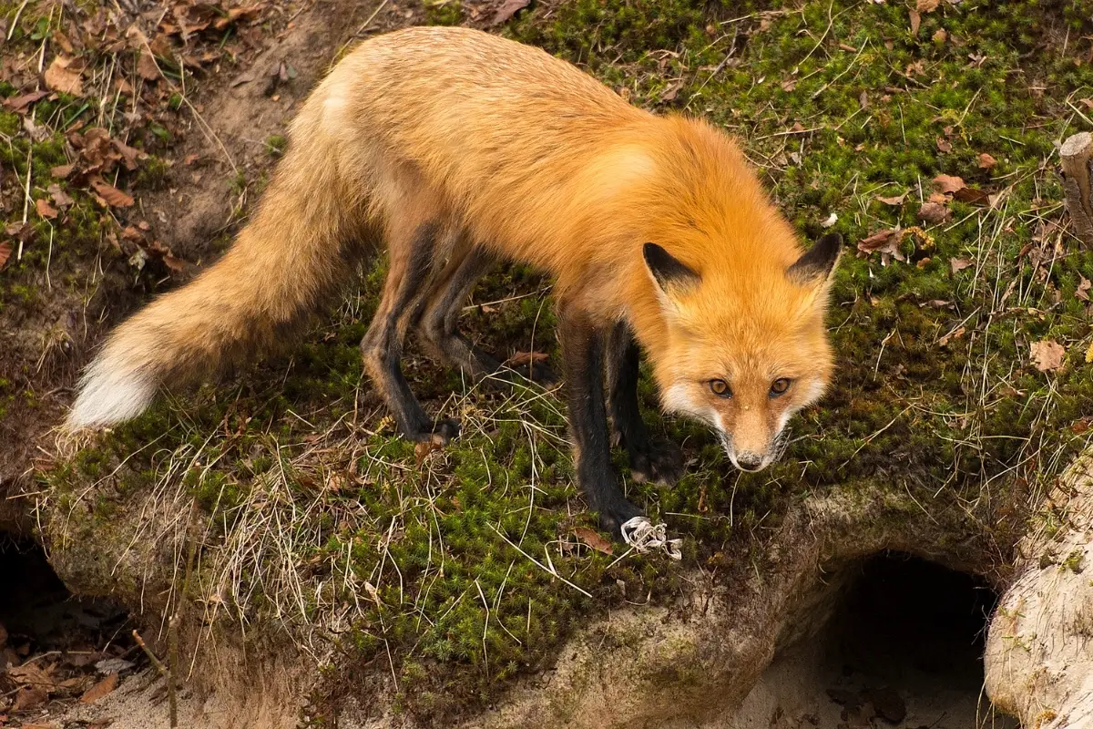 Fox Pregnancy | Fox Gestation Period - All Things Foxes