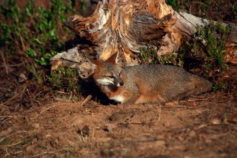 Fox Pregnancy Fox Gestation Period All Things Foxes