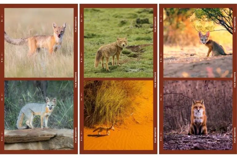 Fox Habitats All Things Foxes What You Need to Know