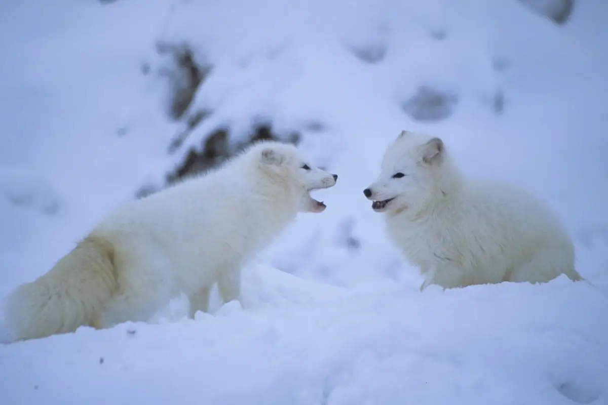 foxes-breeding-cycle