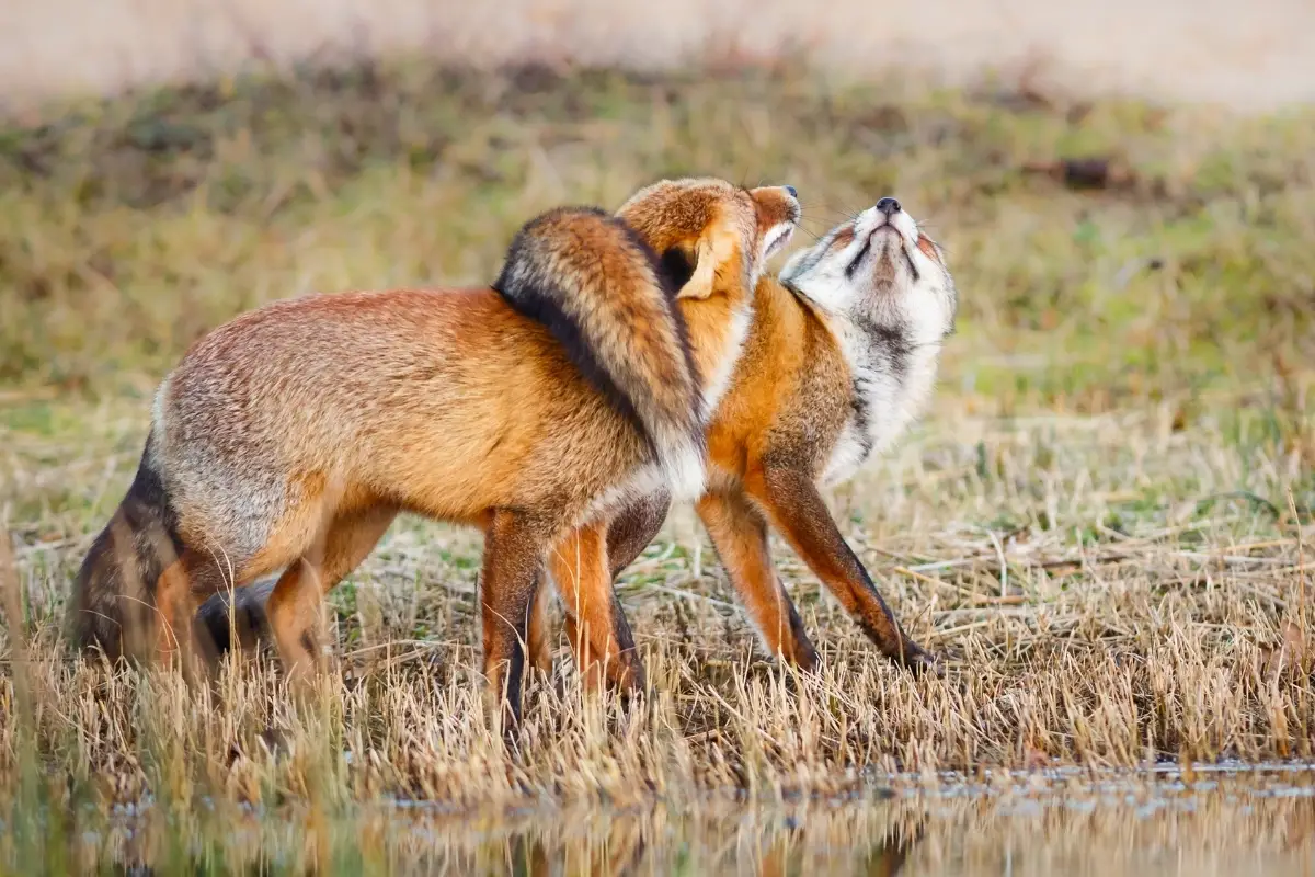 foxes-mating-season