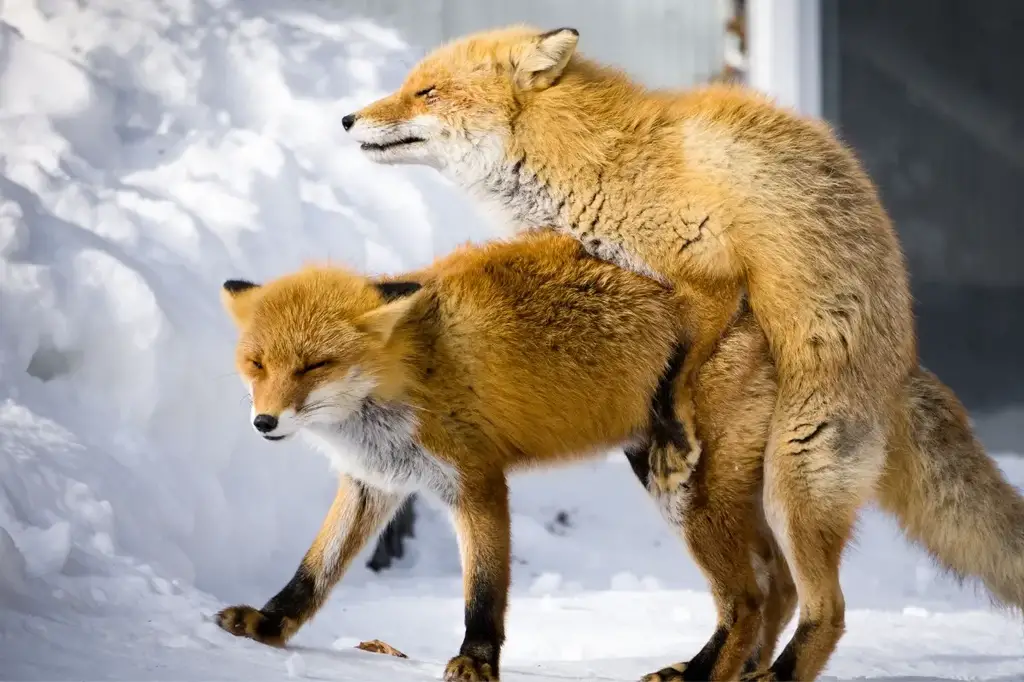 Foxes Mating | Fox Mating Habits and Behavior - All Things Foxes