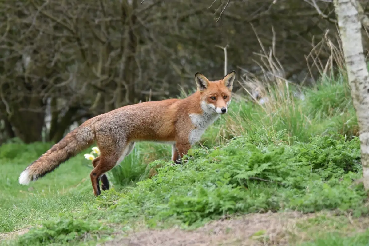 red fox habitat for kids Red fox habitat