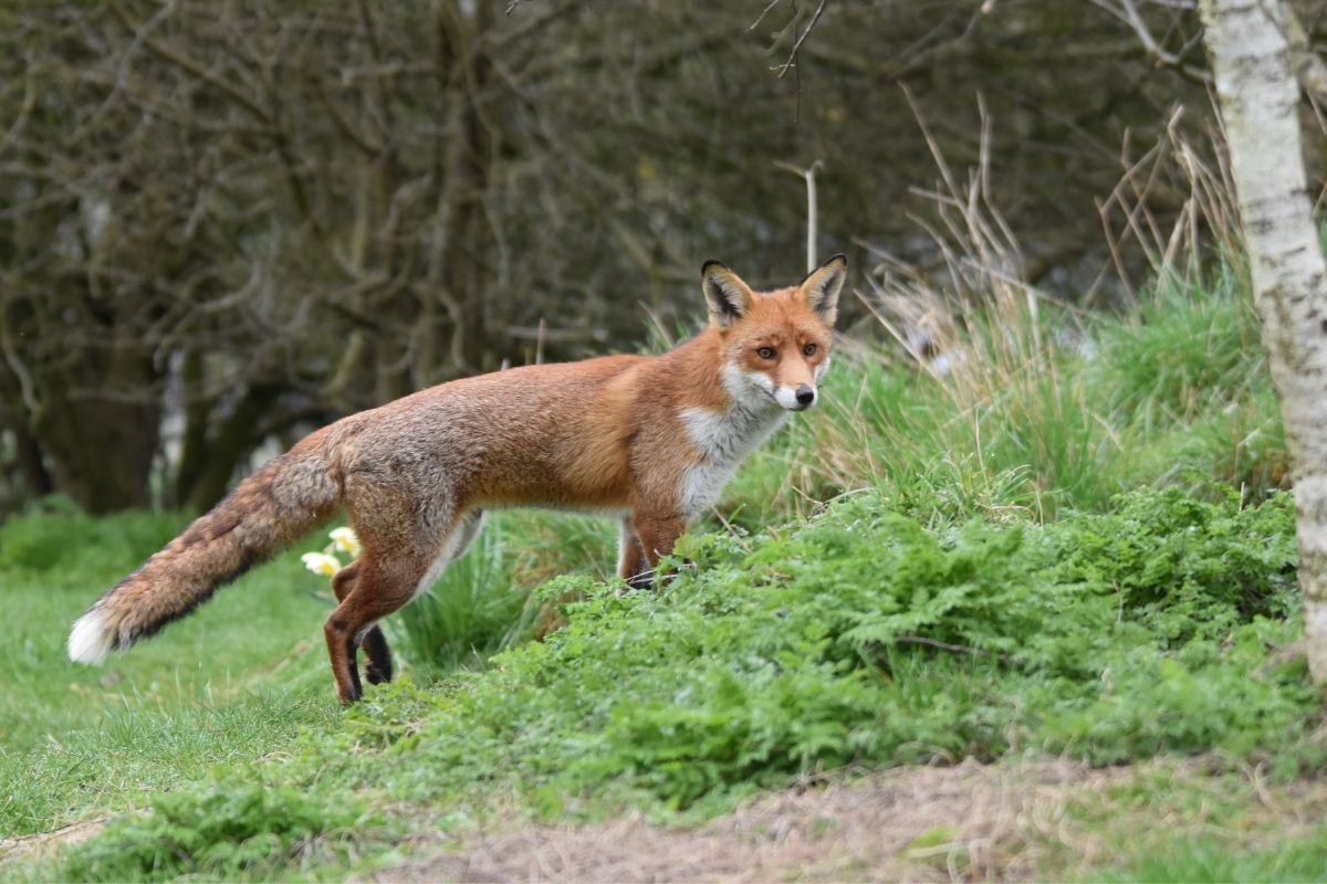 Is A Red Fox S Habitat Threatened ZZSBQA