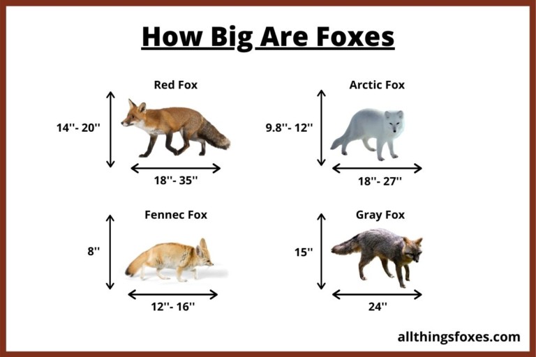 How Big is a Fox Fox Size All Things Foxes