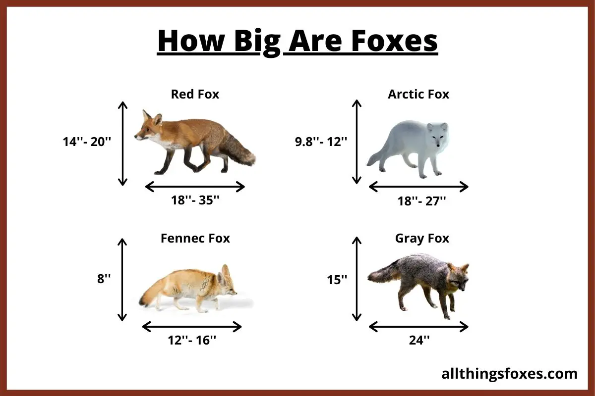 How Big is a Fox | Fox Size - All Things Foxes