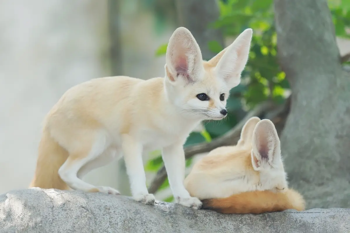 characteristics-of-a-fennec-fox