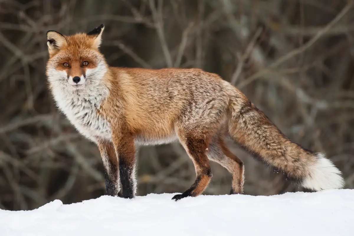 characteristics-of-a--red-fox