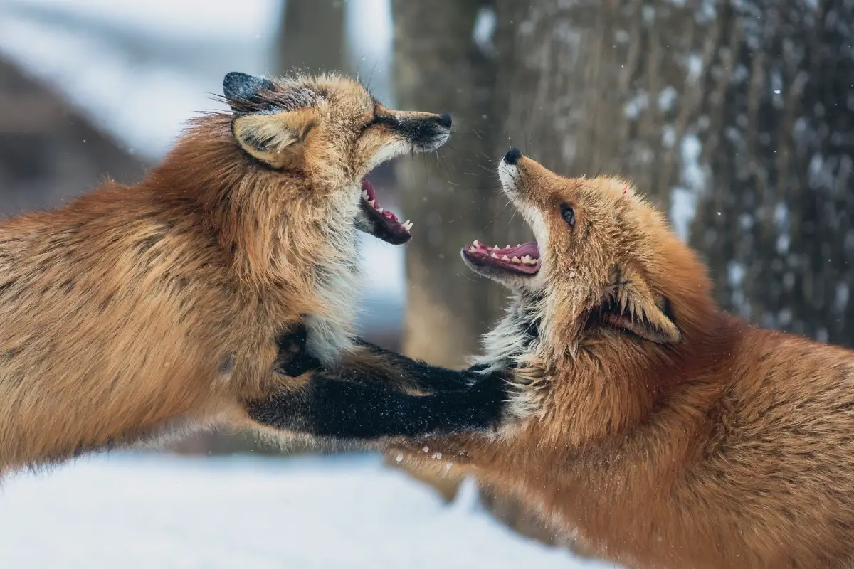 Fox Behavior - All Things Foxes - Behavior and Habits