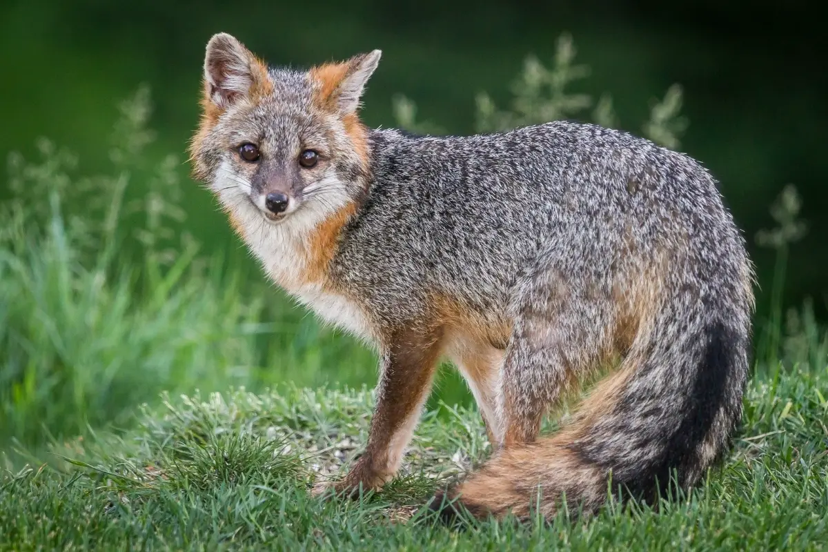 Fox Characteristics All Things Foxes Fox Facts And More