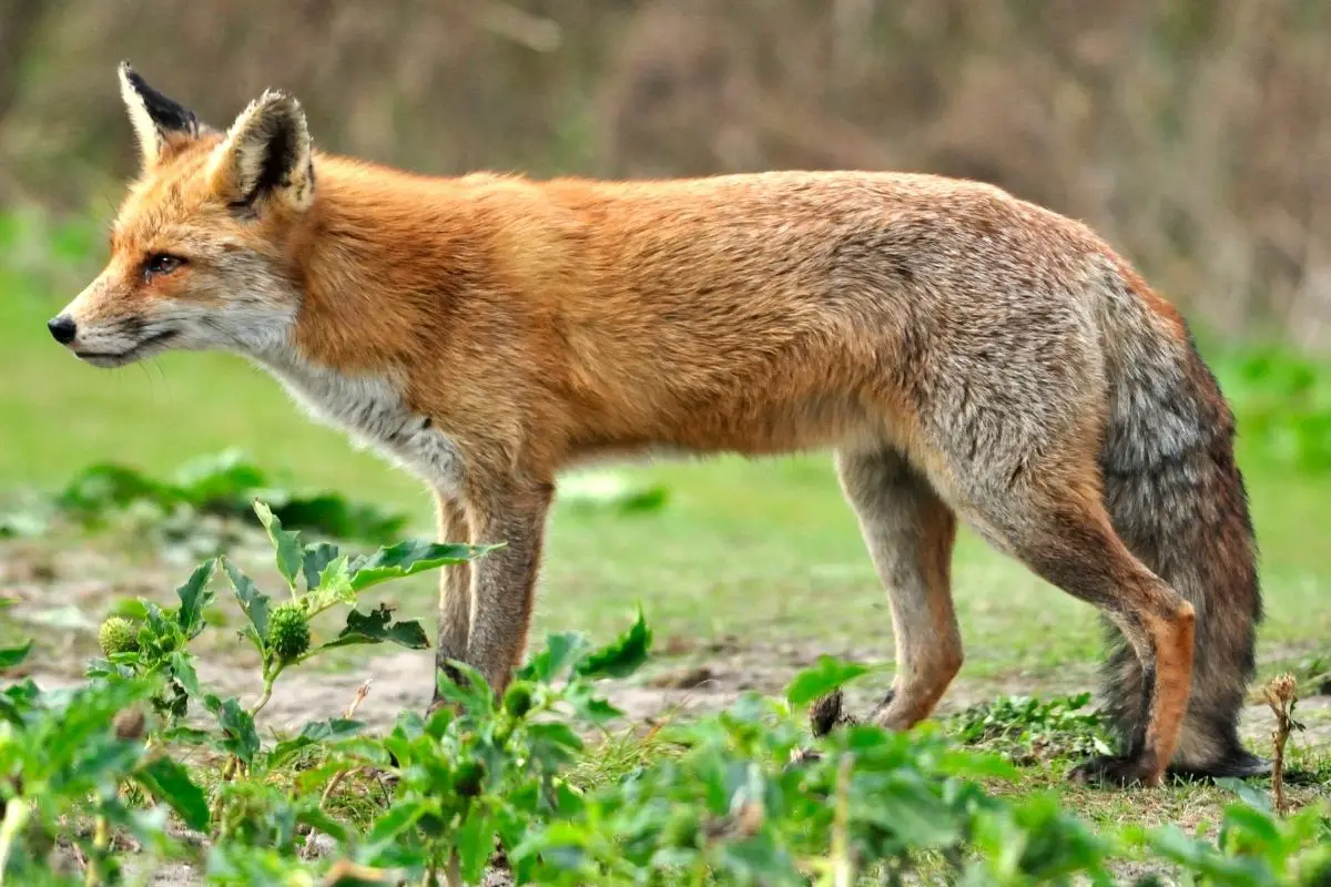 fox-size