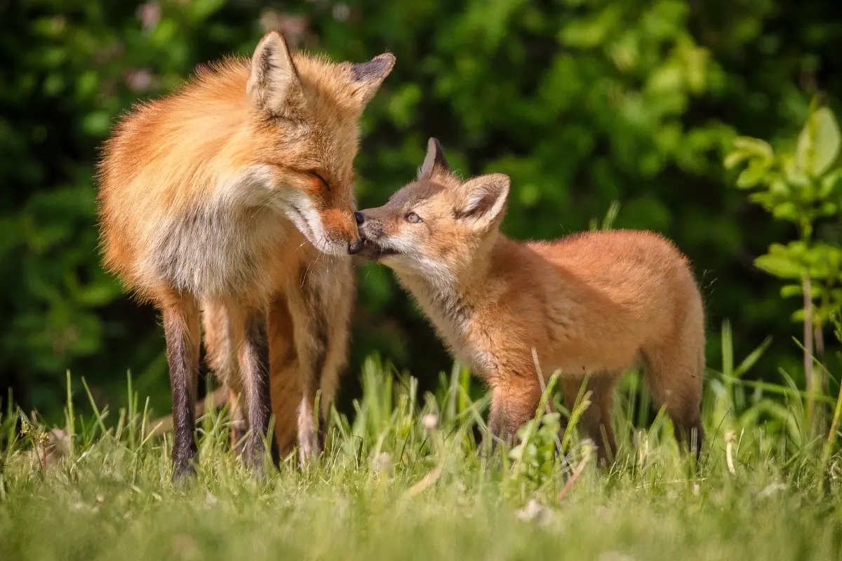 mother-fox-behavior